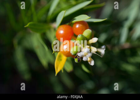 Daphne Gnidium Flachs-leaved mit Blumen und Früchten. Stockfoto