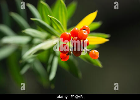 Daphne Gnidium Flachs-leaved mit Früchten. Stockfoto