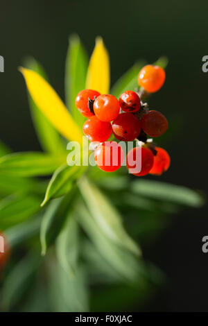 Daphne Gnidium Flachs-leaved mit Früchten. Stockfoto