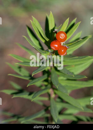 Daphne Gnidium Flachs-leaved mit Früchten. Stockfoto