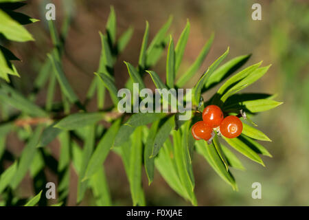 Daphne Gnidium Flachs-leaved mit Früchten. Stockfoto