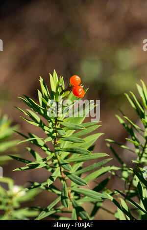 Daphne Gnidium Flachs-leaved mit Früchten. Stockfoto