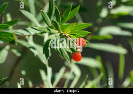 Daphne Gnidium Flachs-leaved mit Früchten. Stockfoto