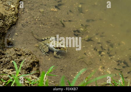 Frosch im Flüsschen Wiese Feld, Zavet Stadt, Bulgarien Stockfoto