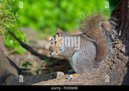 Östliche graue Eichhörnchen Essen Peanut Stockfoto