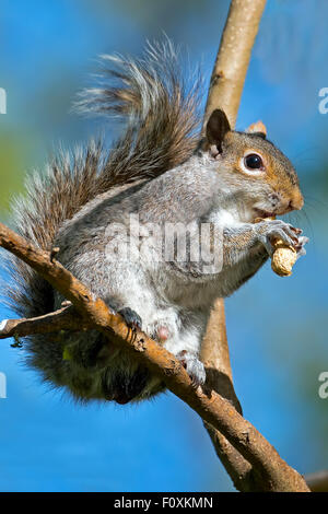 Östliche graue Eichhörnchen Essen Peanut Stockfoto