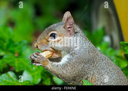 Östliche graue Eichhörnchen Essen Erdnüsse Stockfoto