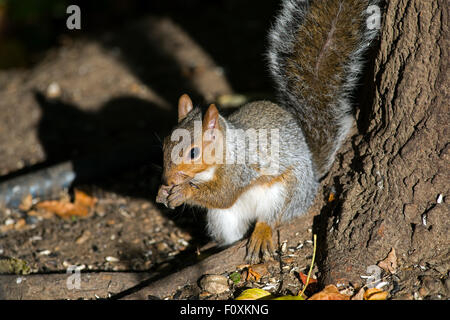 Östliche graue Eichhörnchen Essen Erdnüsse Stockfoto