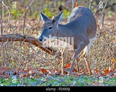 Weiß - angebundene Rotwild im Wald Stockfoto