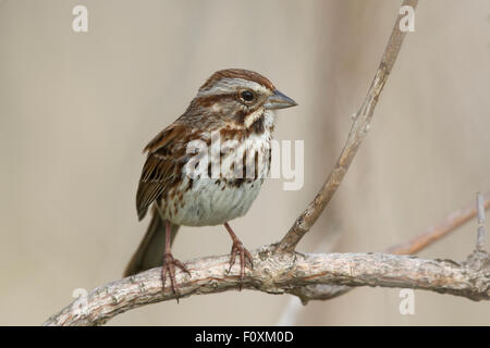 Singammer Melospiza Melodia Ontario, Kanada BI027241 Stockfoto