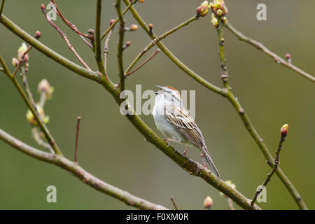 Chipping-Sparrow - männliche aufrufenden Spizella Passerina Ontario, Kanada BI027242 Stockfoto