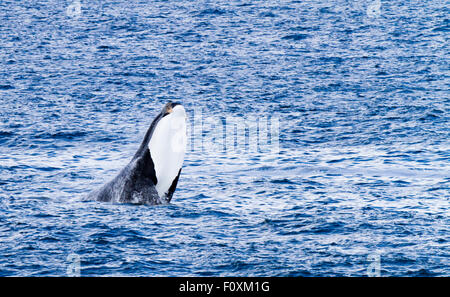 Verletzung der Southern RIght Wale, Walker Bay, Hermanus, Südafrika Stockfoto