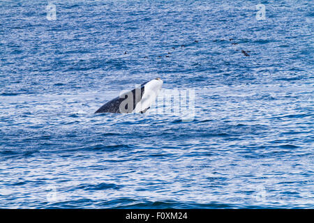 Verletzung der Southern RIght Wale, Walker Bay, Hermanus, Südafrika Stockfoto