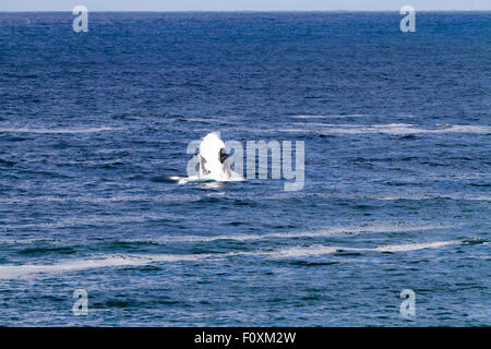 Verletzung der Southern RIght Wale, Walker Bay, Hermanus, Südafrika Stockfoto