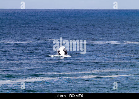 Verletzung der Southern RIght Wale, Walker Bay, Hermanus, Südafrika Stockfoto