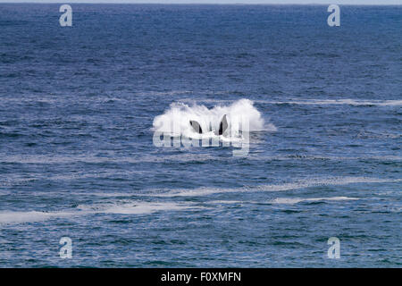 Verletzung der Southern RIght Wale, Walker Bay, Hermanus, Südafrika Stockfoto