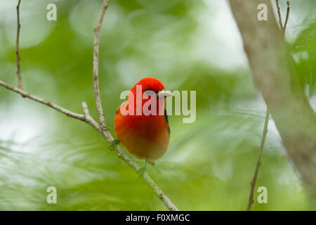 Scarlet Tanager - männlich auf Migration Piranga Olivacea Golf Küste von Texas, USA BI027319 Stockfoto