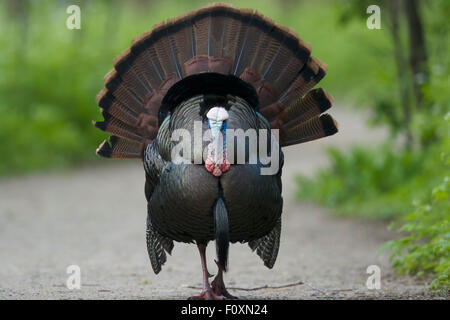 Türkei - männlich anzeigen Meleagris Gallopavo Ontario, Kanada BI027346 Stockfoto