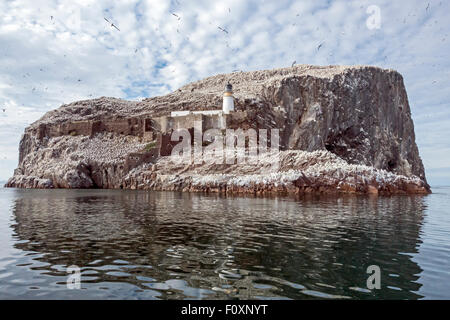 Der Bass Rock in den Firth of Forth East Lothian Schottland Stockfoto