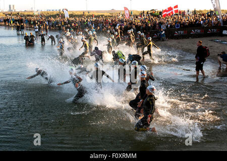 Kopenhagen, Dänemark, 23. August 2015. Professionelle Triathleten tritt das Wasser für die 3,8 km Schwimmen-Bühne in KMD Ironman Kopenhagen. Einige 3000 Atlethes aus 57 Ländern teilgenommen. Bildnachweis: OJPHOTOS/Alamy Live-Nachrichten Stockfoto