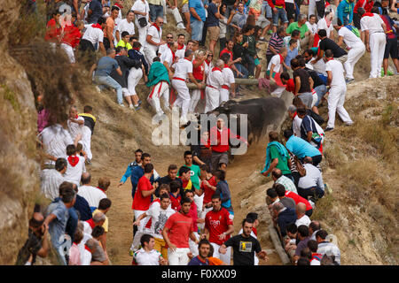 Das Stiertreiben "Encierro del Pilón" Falces, Navarra, Spanien Stockfoto