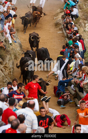 Das Stiertreiben "Encierro del Pilón" Falces, Navarra, Spanien Stockfoto