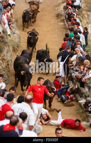 Das Stiertreiben "Encierro del Pilón" Falces, Navarra, Spanien Stockfoto