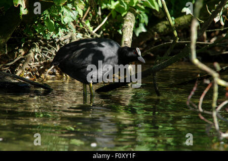 Blässhuhn entdeckt in Swanbourne See in der Nähe von Arundel, West Sussex Stockfoto