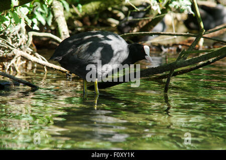 Blässhuhn entdeckt in Swanbourne See in der Nähe von Arundel, West Sussex Stockfoto