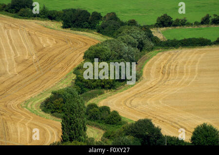 Weizenfelder in East Sussex Stockfoto