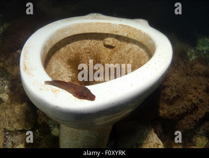 15. Oktober 2014 - Schwarzes Meer, Ukraine - Ufer Clingfish (Lepadogaster Lepadogaster) auf eine Unterwasser Toilette, Schwarzes Meer, Krim, Ukraine, Osteuropa (Credit-Bild: © Andrey Nekrassow/ZUMA Wire/ZUMAPRESS.com) Stockfoto