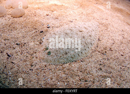 15. Oktober 2014 - Schwarzes Meer, Ukraine - Flunder (Platichthys Flesus), Schwarzes Meer, Krim, Ukraine, Osteuropa Europ (Credit-Bild: © Andrey Nekrassow/ZUMA Wire/ZUMAPRESS.com) Stockfoto