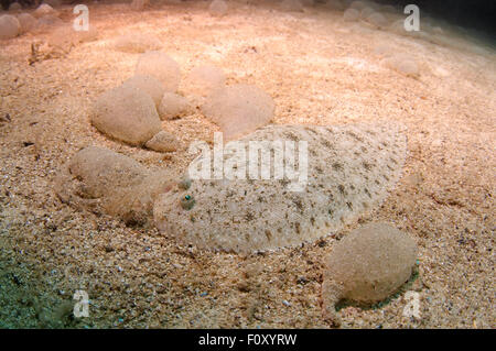 15. Oktober 2014 - Schwarzes Meer, Ukraine - Flunder (Platichthys Flesus), Schwarzes Meer, Krim, Ukraine, Osteuropa Europ (Credit-Bild: © Andrey Nekrassow/ZUMA Wire/ZUMAPRESS.com) Stockfoto