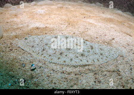 15. Oktober 2014 - Schwarzes Meer, Ukraine - Flunder (Platichthys Flesus), Schwarzes Meer, Krim, Ukraine, Osteuropa Europ (Credit-Bild: © Andrey Nekrassow/ZUMA Wire/ZUMAPRESS.com) Stockfoto