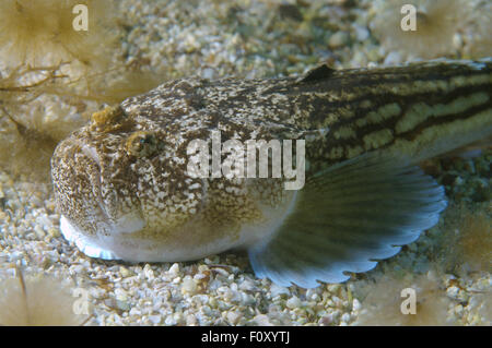 15. Oktober 2014 - Schwarzes Meer, Ukraine - Atlantic Stargazer (Uranoscopus Scaber) Schwarzes Meer, Krim, Ukraine, Osteuropa (Credit-Bild: © Andrey Nekrassow/ZUMA Wire/ZUMAPRESS.com) Stockfoto