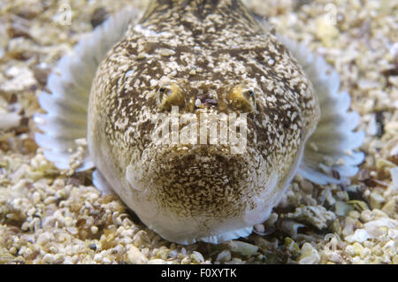 15. Oktober 2014 - Schwarzes Meer, Ukraine - Atlantic Stargazer (Uranoscopus Scaber) Schwarzes Meer, Krim, Ukraine, Osteuropa (Credit-Bild: © Andrey Nekrassow/ZUMA Wire/ZUMAPRESS.com) Stockfoto