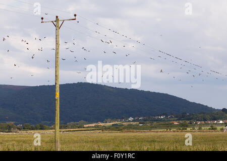 Mehlschwalben sammeln über Strom Kabel, in Vorbereitung für die Migration. Stockfoto