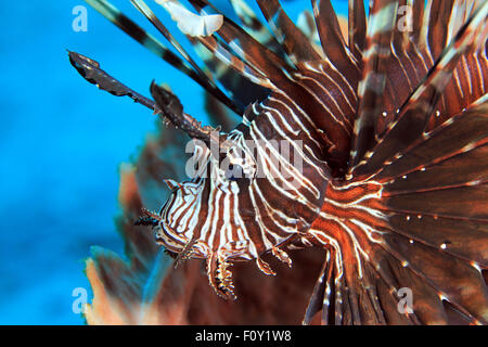 Nahaufnahme von einem gemeinsamen Rotfeuerfisch (Pterois Volitans). Nationalpark Komodo, Flores, Indonesien Stockfoto