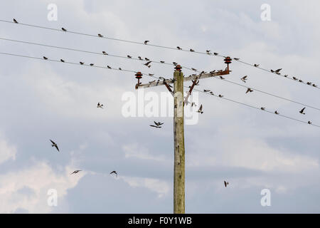 Mehlschwalben sammeln auf Strommasten, in Vorbereitung für die Migration. Stockfoto