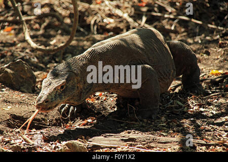 Komodo-Waran (Varanus Komodoensis) Annäherung erfolgt mit der Zunge heraus. Rinca, Komodo National Park, Indonesien Stockfoto