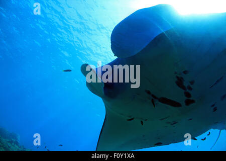 Nahaufnahme von einem Mantarochen (Manta Birostris) nähert sich genau von oben. Komodo, Indonesien Stockfoto