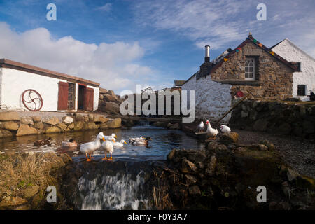 Enten im Teich in Endland, Cornwall, Süd-West, Greeb Farm, UK Stockfoto