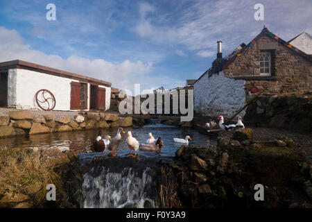 Enten im Teich in Endland, Cornwall, Süd-West, Greeb Farm, UK Stockfoto