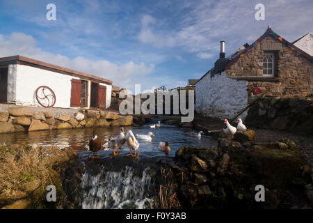 Enten im Teich in Endland, Cornwall, Süd-West, Greeb Farm, UK Stockfoto