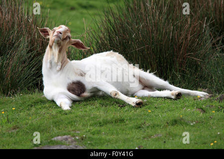 Eine lustige, häusliche Ziege, im grünen Gras suchen sehr zuversichtlich Stockfoto