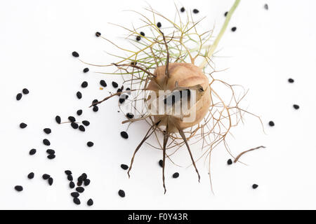 Nigella Damascena 'Persische Juwelen' Seedhead. Liebe-in-the-Nebel Pflanzensamen. Stockfoto