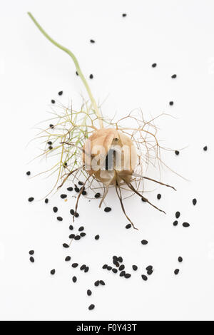 Nigella Damascena 'Persische Juwelen' Seedhead. Liebe-in-the-Nebel Pflanzensamen. Stockfoto