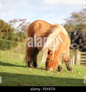 Eine schöne Shetlandpony Essen grass Stockfoto