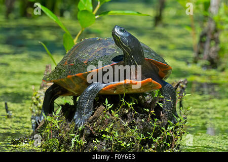 Östliche gemalte Schildkröte Stockfoto