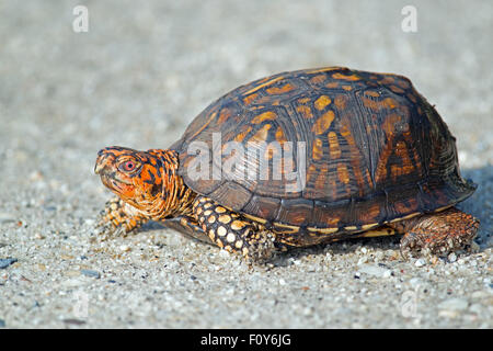 Dosenschildkröten auf dem Feldweg Stockfoto